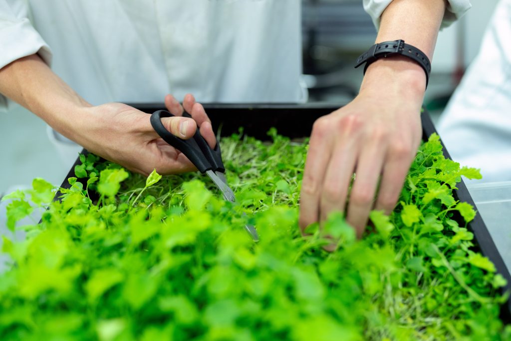 Grow your own herbs